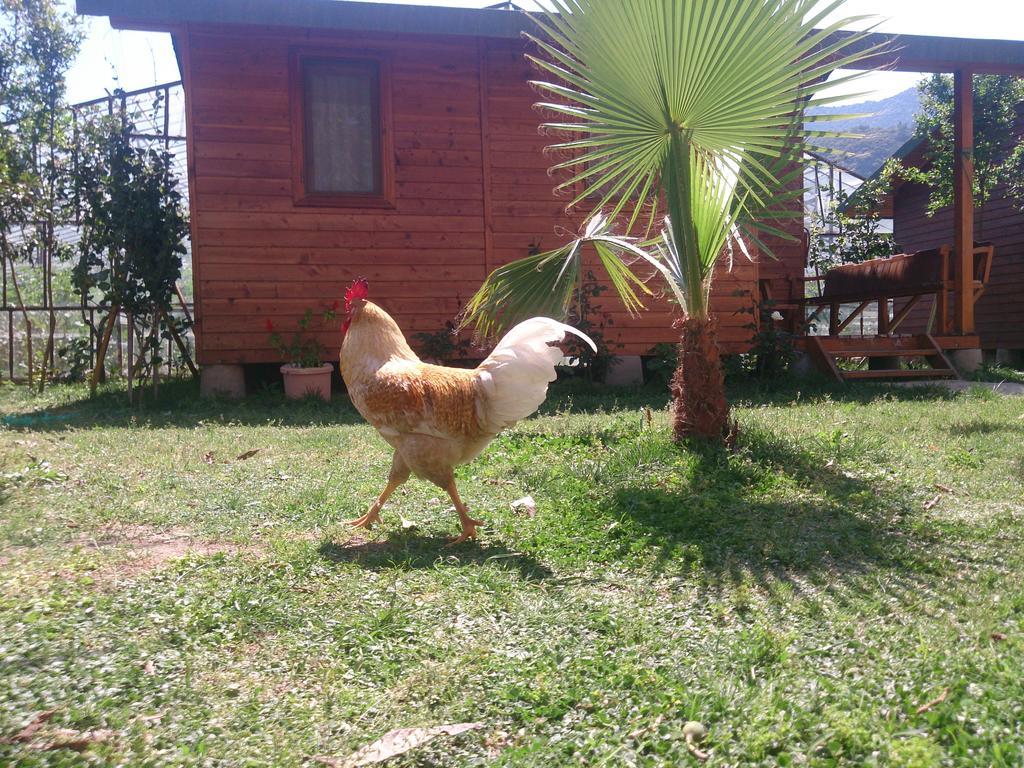 Sera Pansiyon Çıralı Buitenkant foto