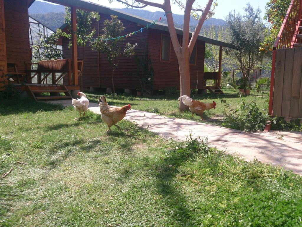 Sera Pansiyon Çıralı Buitenkant foto