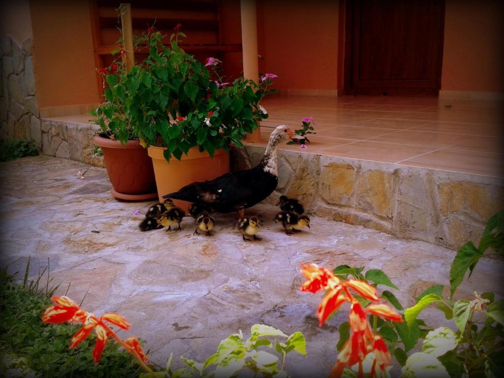 Sera Pansiyon Çıralı Buitenkant foto